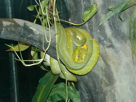 Green Tree Python Jaw に対する画像結果
