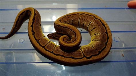 Pinstripe Royal Python に対する画像結果
