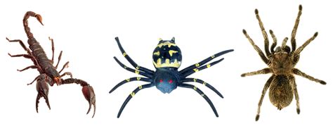 Image result for Tarantula Scorpion