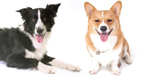 Image result for Corgi Collie