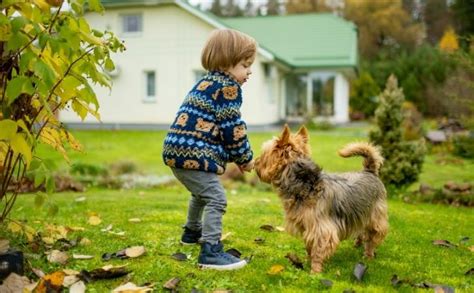 Toradh íomhá ar Native Aussie Dogs