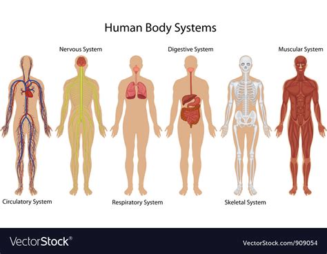 Image result for The Human Body Systems Creative Commons License