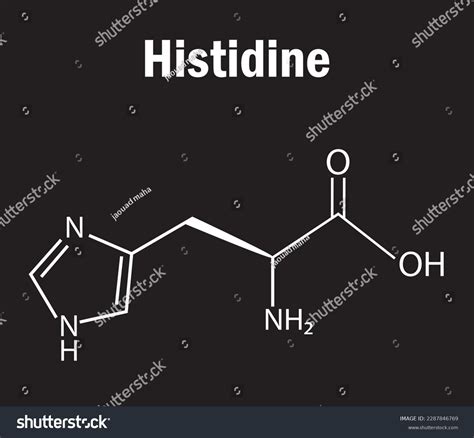 Afbeeldingsresultaten voor Histidine Amino Acid Function