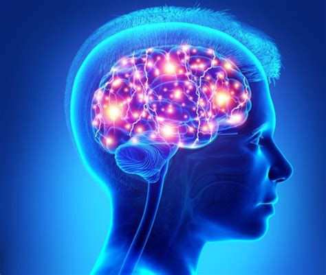 Image result for Prefrontal Cortex Real Brain