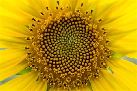 Fibonacci Pattern に対する画像結果