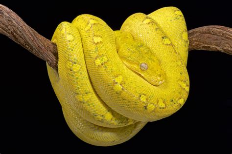 High Yellow Green Tree Python に対する画像結果