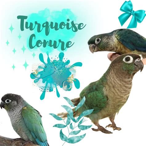 Teal Conure に対する画像結果
