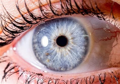 Afbeeldingsresultaten voor Light Blue Eye Color