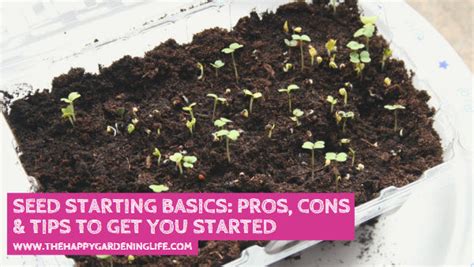 Image result for Seed Starting Basics