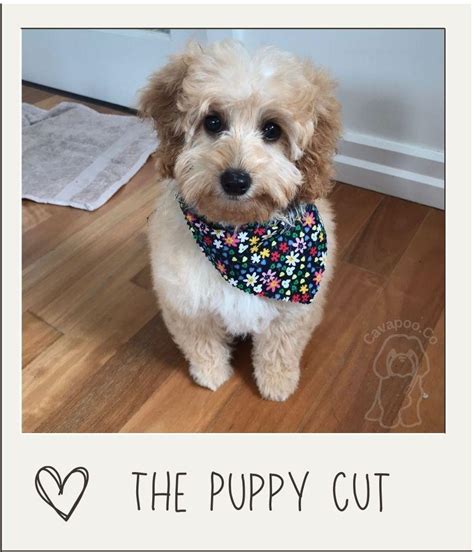 Image result for Long Hair Cavapoo