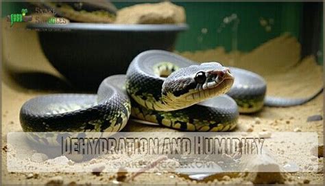 Image result for Ball Python Humidity