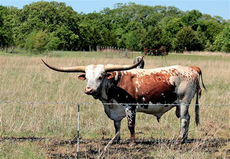 Image result for Texas Bull