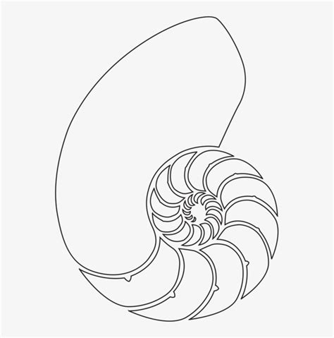 Toradh íomhá ar Nautilus Shell Drawing with Transparent Background