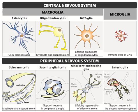 Image result for Astrocyte Function