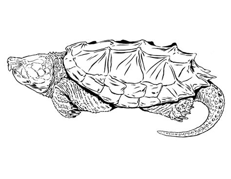 Toradh íomhá ar Drawing of Alligator Snapping Turtle Shell