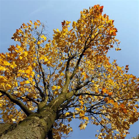 Image result for Fall Maple Tree Free Images