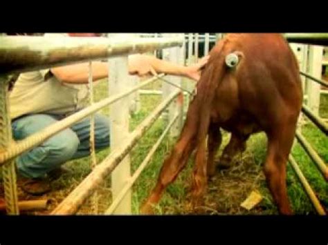 Image result for Animal Immobilizer