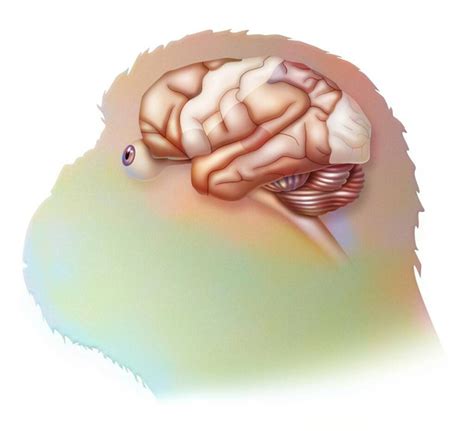 Toradh íomhá ar Visual Cortex Max Olujobi