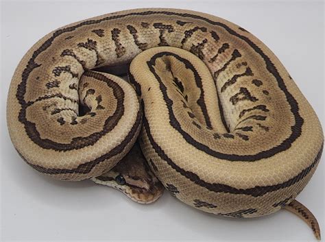 Image result for Leopard Pinstripe Ball Python
