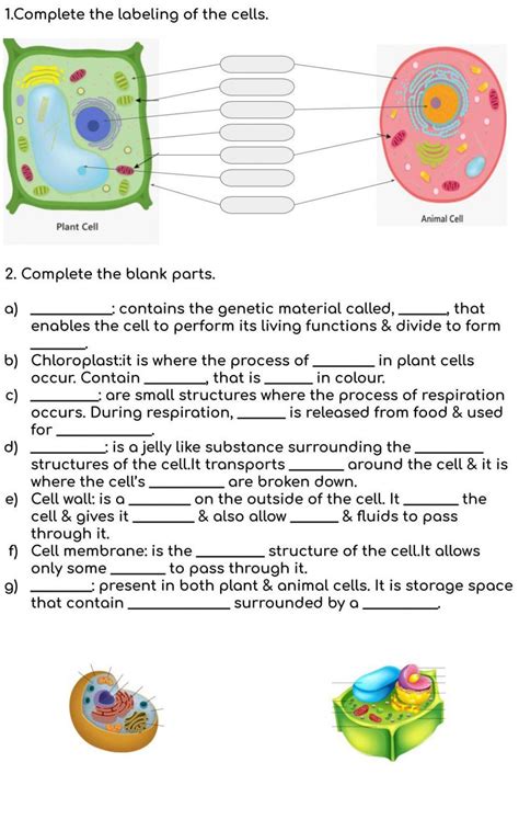 Image result for 7th Grade Cell Structure Worksheet