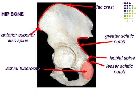 Image result for Ilium Back View