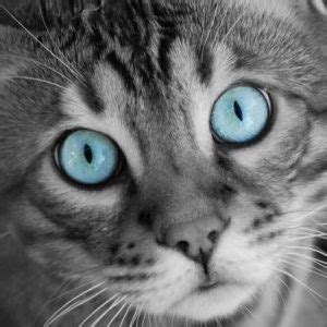 Image result for Gray Input HTML