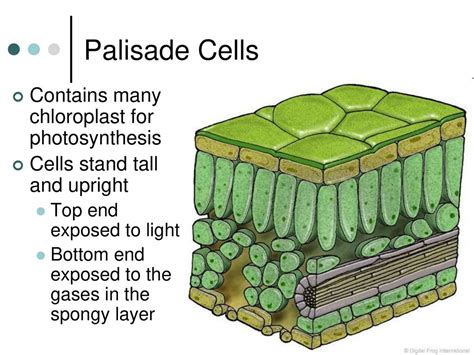Image result for Palisade Cellen
