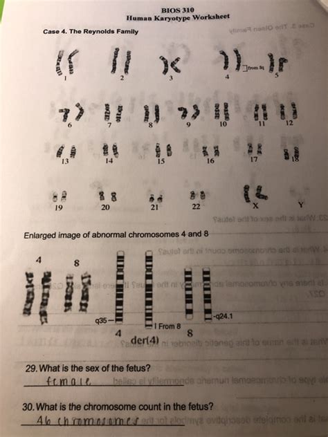 Toradh íomhá ar Karyotype Worksheet Answer Key