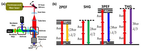 Multiphoton Microscope Book に対する画像結果