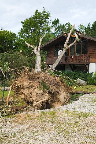 Bildergebnis für Tree Root Architecture