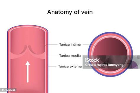 Transverse Section of Vein and Artery に対する画像結果