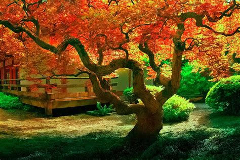Image result for Japanese Maple Tree Fall