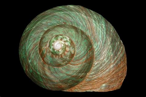 Image result for Sea Shell Fibonacci