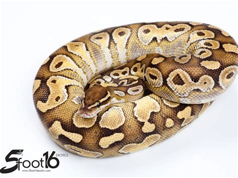 Special Lesser Ball Python に対する画像結果