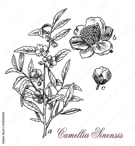 Image result for Floral Diagram for Tea