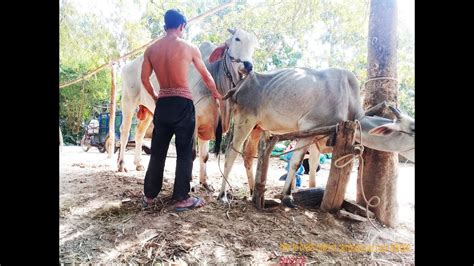 Animals Breeding Like Humans に対する画像結果