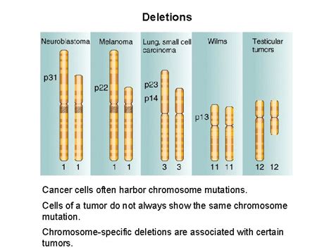 Image result for Chat Bot UI React Native
