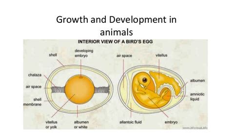 Image result for Animal Development