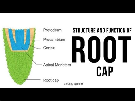 Image result for Root Cap Activity