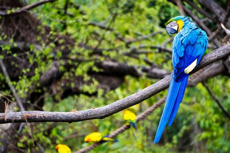 Image result for Blue Parrot On Tree