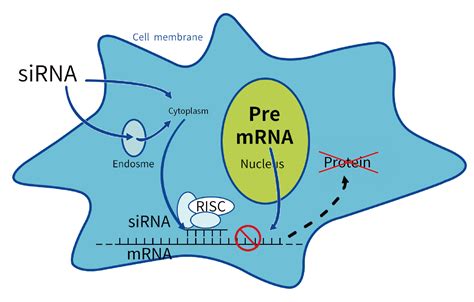 Toradh íomhá ar Proteomics siRNA