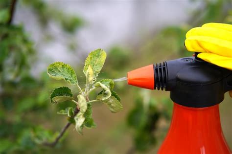 Image result for Homemade Peach Tree Spray