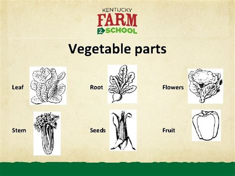 Non Vegetative Part of Vegetable Image に対する画像結果