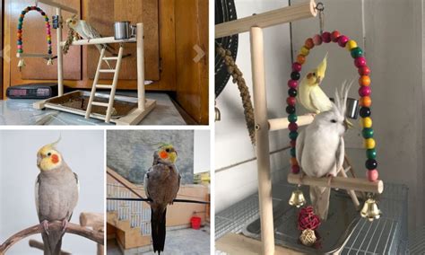 Image result for Cockatiels Playing