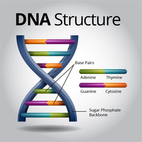 Image result for DNA Quantification Kit