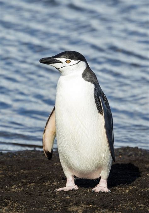 Image result for Penguin Sound