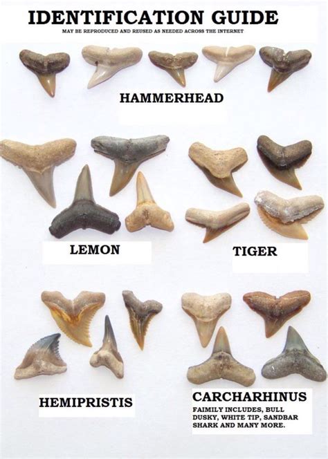 Types of Shark Teeth に対する画像結果