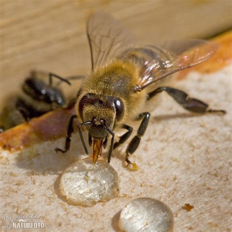 Toradh íomhá ar Bee Nesting