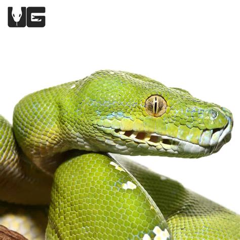 Image result for Green Tree Python Aru