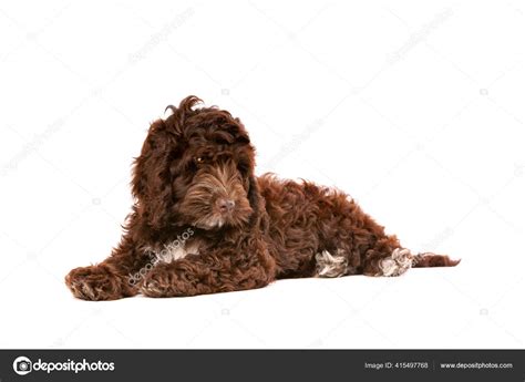Chocolate Brown Cockapoo Adult に対する画像結果
